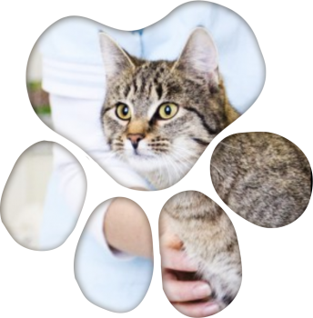 Tierarzt-Lichtenberg-Kleintierpraxis-4-Pfoten-und-Co-Katze