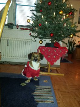 img-20161219-wa0001